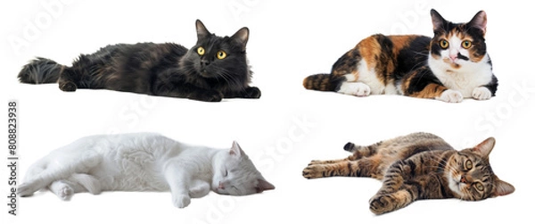 Obraz 寝そべったポーズの雑種の猫、4種類の柄、背景透過
