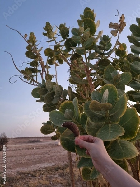 Obraz cactus in the desert