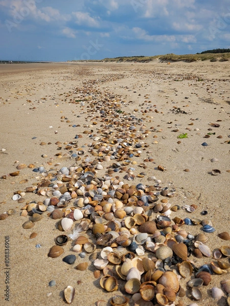 Obraz Muscheln am Strand