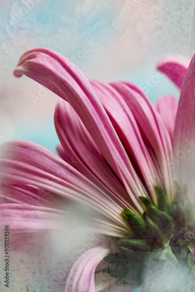 Fototapeta Pink Flower