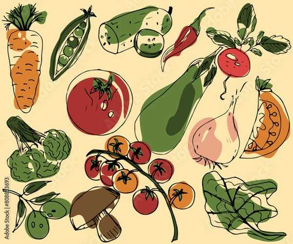 Fototapeta Color sketch of vegetables with simple lines