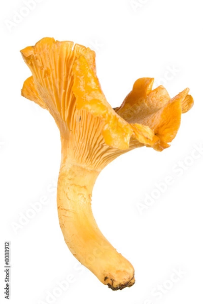 Obraz fresh beautiful chanterelle