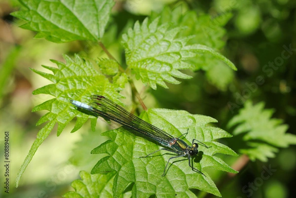 Fototapeta 胴体のメタリックな光沢が美しいクロイトトンボの雄（自然光＋マクロ接写写真）