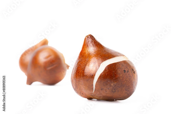 Fototapeta Tulip bulbs on a white background.