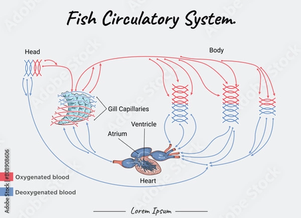 Fototapeta Fish Circulatory System