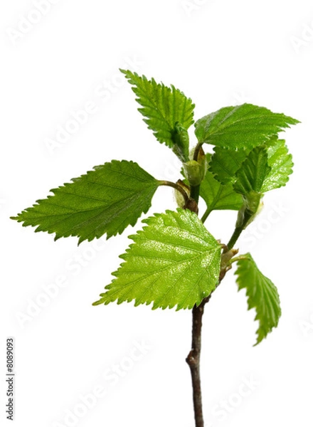 Obraz kiełki brzozy