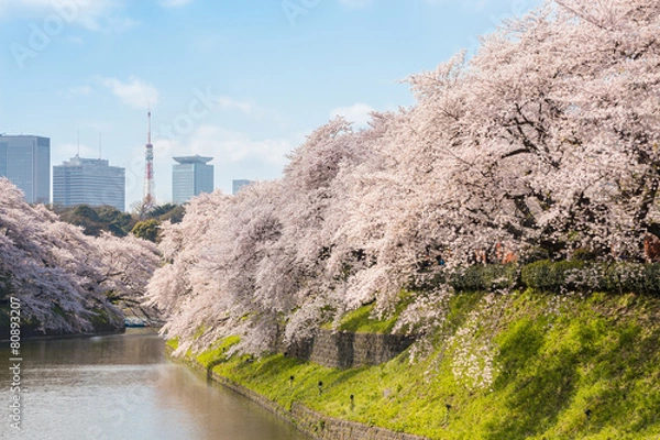 Obraz 千鳥ヶ淵の朝の桜