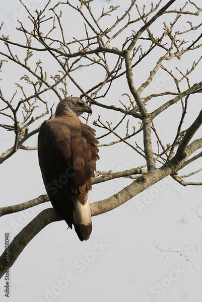 Obraz Grey headed fish eagle