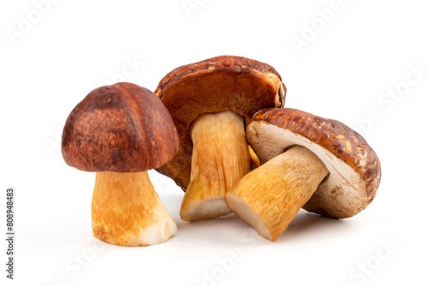 Obraz Bay bolete. Edible mushrooms (Boletus badius) isolated on white background with clipping path. Package design element. Wild forest mushrooms