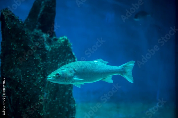 Fototapeta Wonders of the sea. Fish, mammals, seahorses and manatees. Surprises in the Genoa aquarium