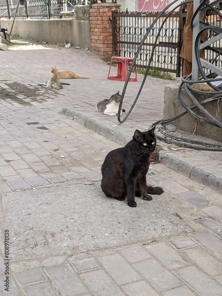 Obraz cat on the street