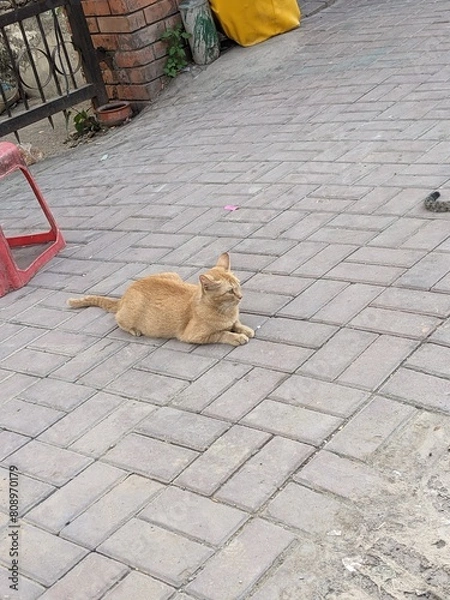 Obraz cat on the street