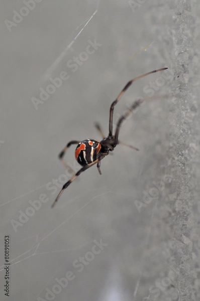 Fototapeta Red Back Spider