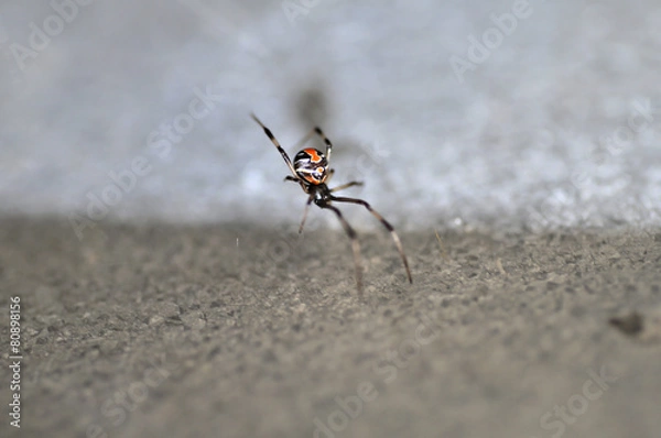 Obraz Red Back Spider