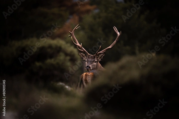 Obraz deer in the forest