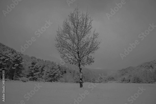 Obraz tree in snow