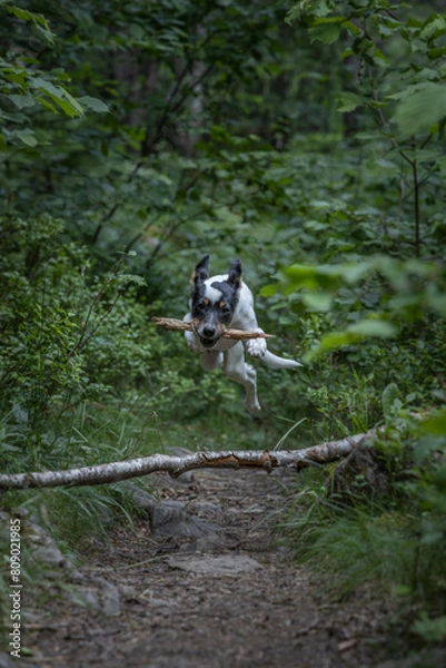 Obraz dog in the forest