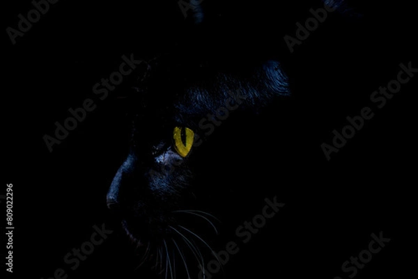 Obraz black cat face