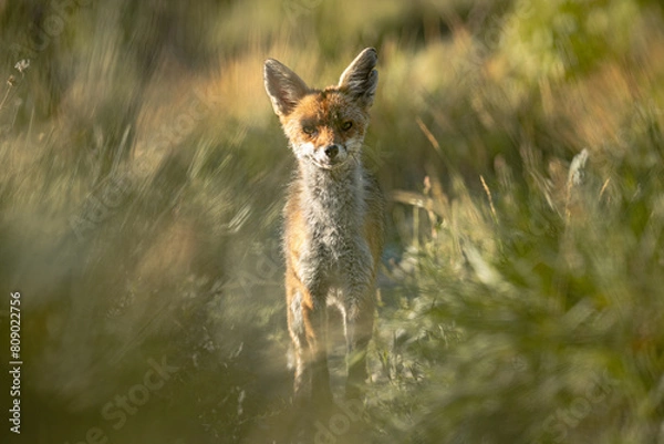 Obraz red fox vulpes