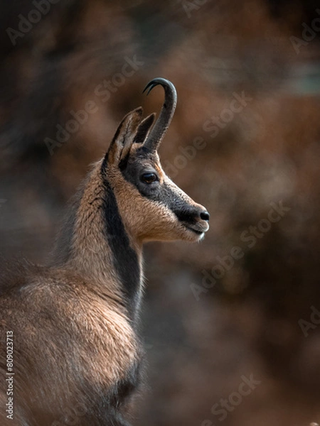 Fototapeta close up of a deer