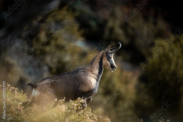 Obraz deer in the woods