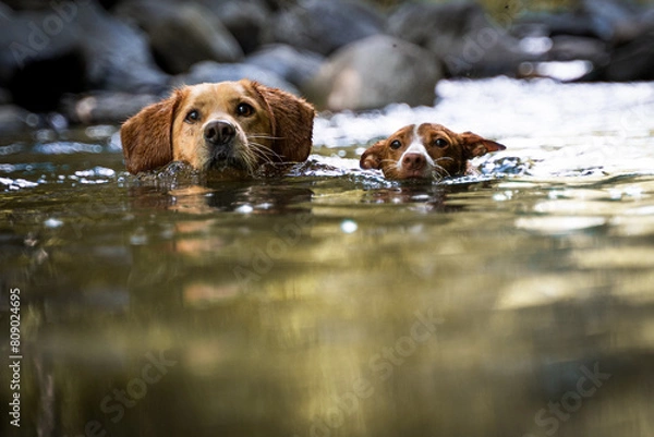 Fototapeta dog in the water