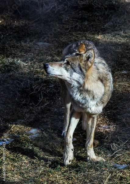 Obraz wolf in the snow
