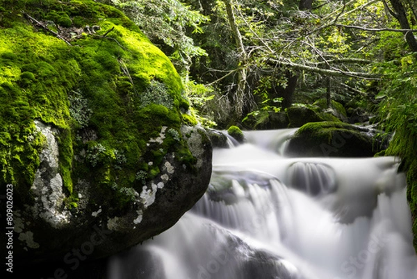 Fototapeta waterfall in the forest