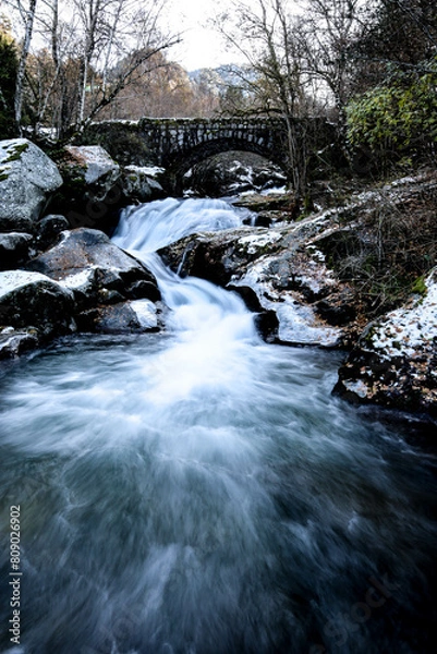 Obraz river in the forest