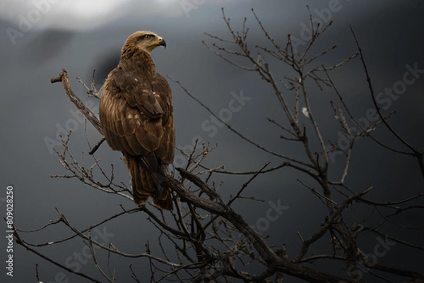 Obraz red tailed hawk