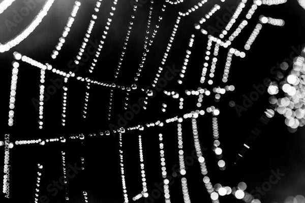 Obraz spider web with dew drops