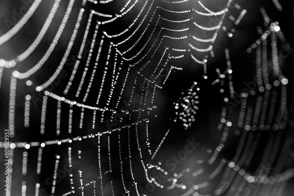 Obraz spider web with dew drops