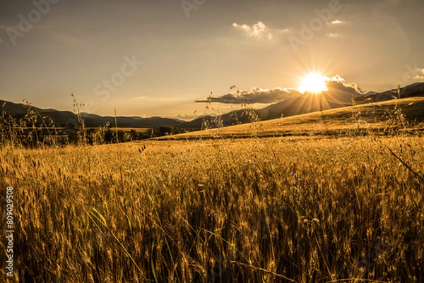Fototapeta sunset over wheat field