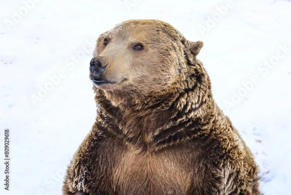 Obraz brown bear in water