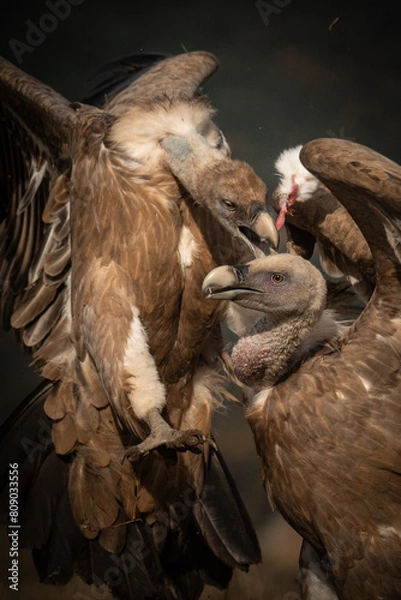 Obraz vulture in flight