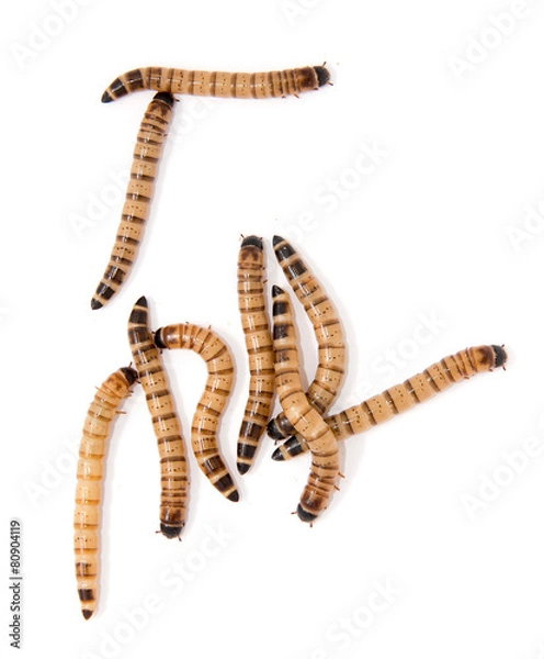 Fototapeta beetle larvae