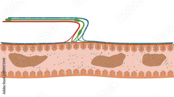 Obraz Darmzotten des Duodenum oder Zwölffingerdarm - der Dünndarm im Verdauungstrakt des Menschen - Anatomie