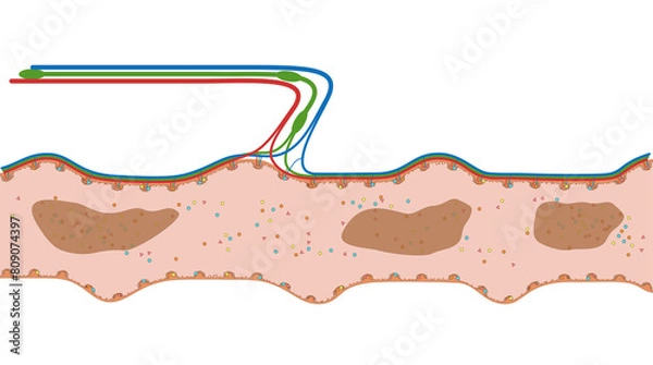 Obraz Darmzotten des Ileum oder Krummdarm  - der Dünndarm im Verdauungstrakt des Menschen - Anatomie