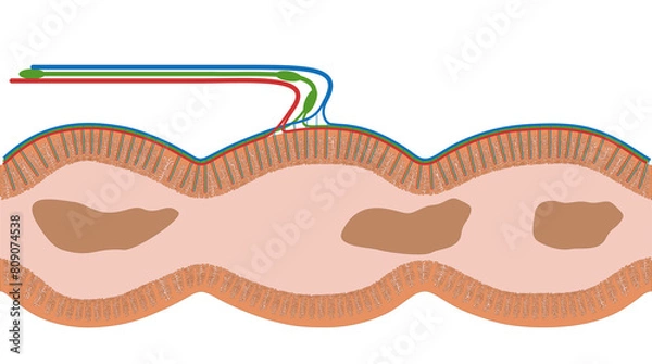 Obraz Darmzotten des Intestinum crassum, dem Dickdarm des Menschen - Anatomie des Darm im Verdauungstrakt bzw. Verdauungssystem