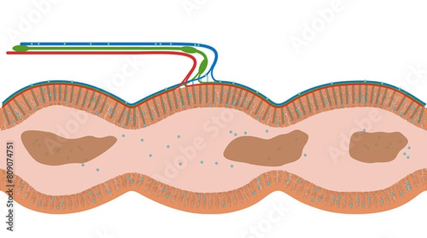 Obraz Darmzotten des Intestinum crassum, dem Dickdarm des Menschen - Anatomie des Darm im Verdauungstrakt bzw. Verdauungssystem