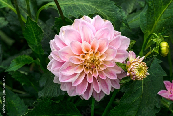 Obraz Soft pink terry dahlias in a flowerbed in the garden.
