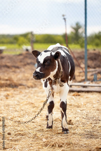 Obraz spotted calf in the farm yard