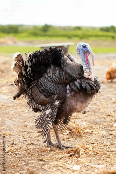 Obraz Turkey walks on a farm outside