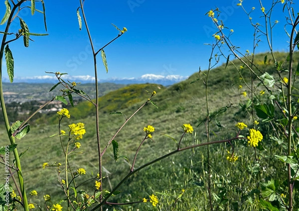 Fototapeta Green hilly landscape in the spring with snow-covered mountains in the background