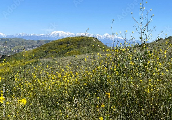 Fototapeta Green, meadow spring landscape with snow-capped mountains in the background