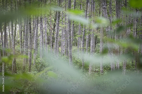 Obraz Birch trees in forest