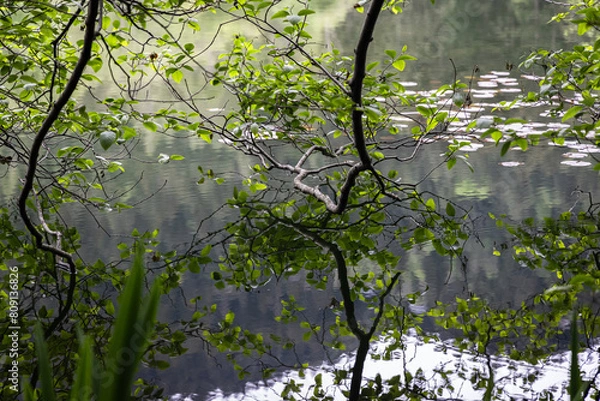 Obraz Tree leaves and water reflection