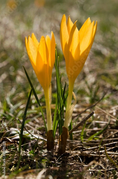 Obraz Crocus flavus