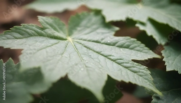 Fototapeta Macro leaves background create with ai