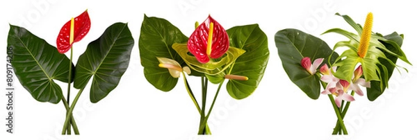 Fototapeta set of arrangements of anthuriums with banana palm leaves, isolated on transparent background
